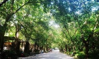 深圳动物园门票网上怎么买 深圳动物园门票价格